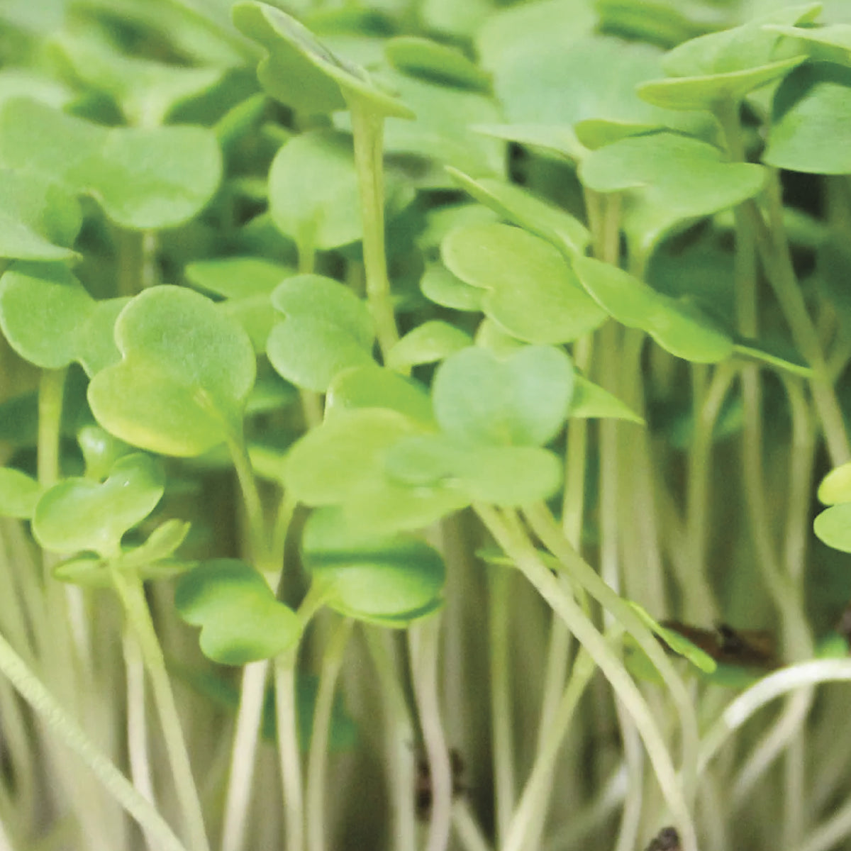 Arugula