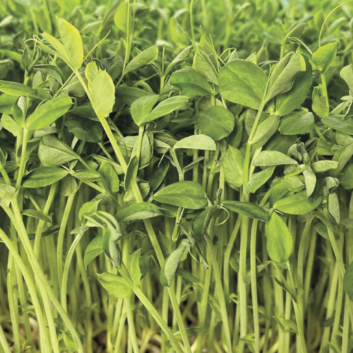 Speckled Pea